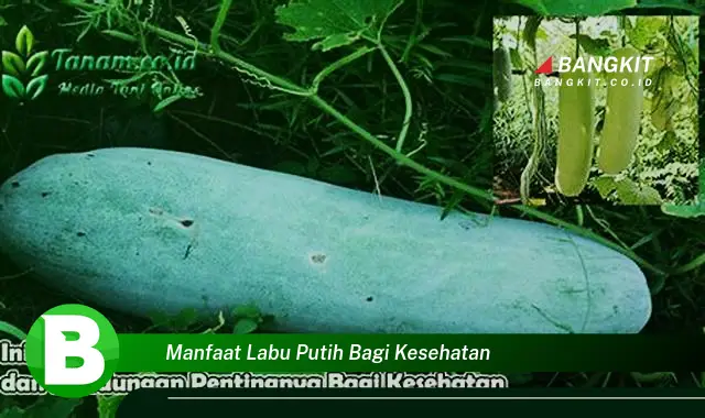 Temukan Manfaat Labu Putih bagi Kesehatan yang Wajib Kamu Intip