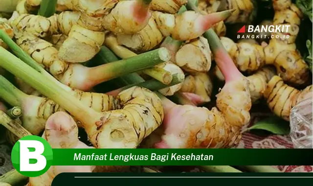 Ketahui Manfaat Lengkuas Bagi Kesehatan yang Bikin Kamu Penasaran