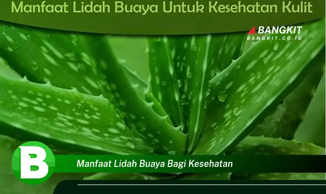 Temukan Manfaat Lidah Buaya bagi Kesehatan yang Bikin Kamu Penasaran