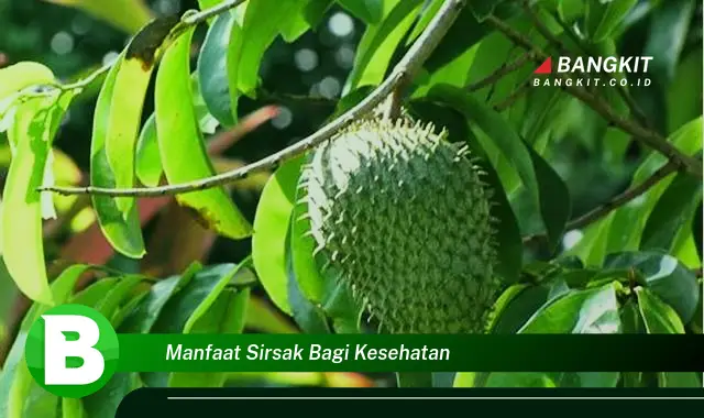 Temukan Manfaat Sirsak Bagi Kesehatan yang Bikin Kamu Penasaran