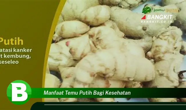 Temukan Manfaat Temu Putih untuk Kesehatan yang Bikin Kamu Penasaran