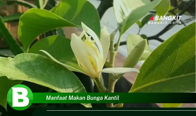 Temukan Manfaat Makan Bunga Kantil yang Belum Kamu Tahu