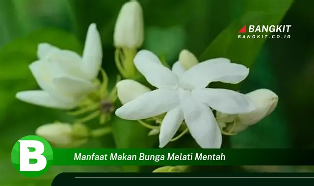 Ketahui Manfaat Makan Bunga Melati Mentah yang Wajib Kamu Tau