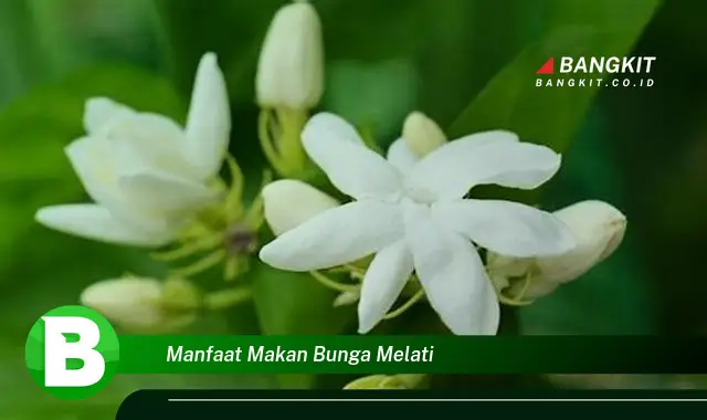 Temukan Manfaat Makan Bunga Melati yang Bikin Kamu Penasaran