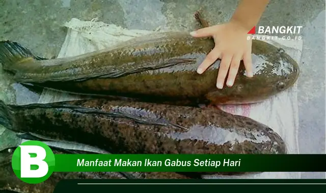 Temukan Manfaat Makan Ikan Gabus Setiap Hari yang Bikin Kamu Penasaran