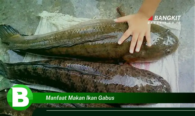 Temukan Rahasia Ikan Gabus: Manfaat Istimewa yang Wajib Kamu Tau