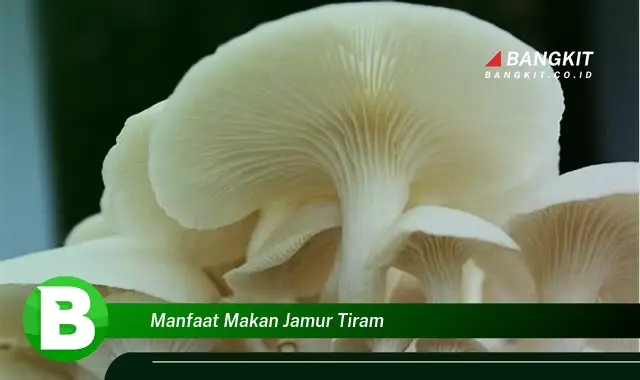 Intip Manfaat Makan Jamur Tiram yang Wajib Kamu Tahu