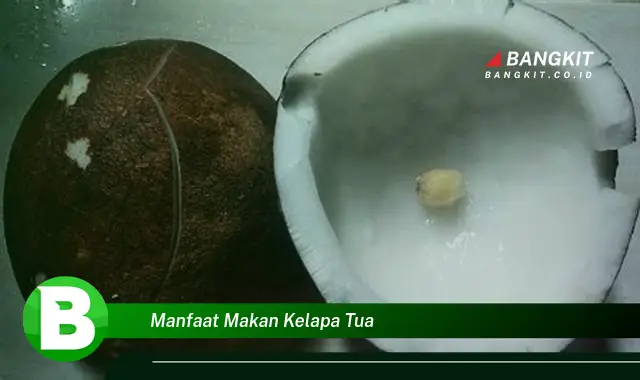 Temukan Manfaat Makan Kelapa Tua yang Wajib Kamu Tahu