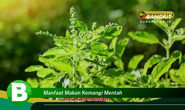 Intip Manfaat Dahsyat Makan Kemangi Mentah yang Wajib Kamu Tahu