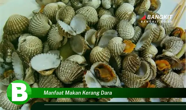 Intip Manfaat Makan Kerang Dara yang Wajib Kamu Ketahui