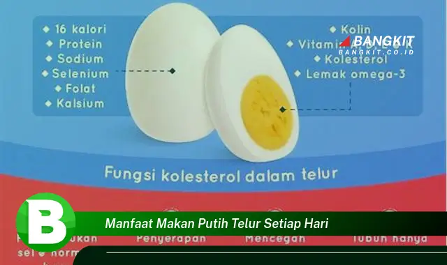 Intip Manfaat Makan Putih Telur Setiap Hari yang Wajib Kamu Tahu