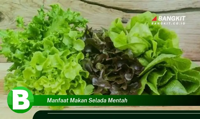 Intip Rahasia Manfaat Makan Selada Mentah yang Bikin Kamu Penasaran