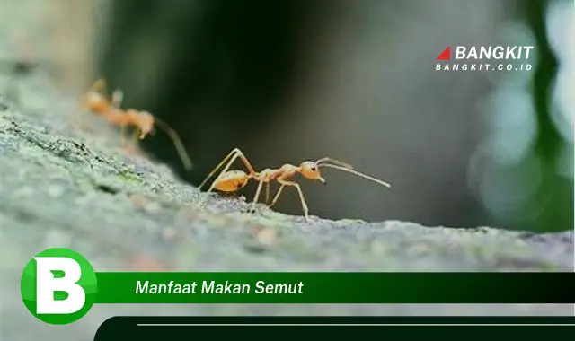 Temukan Manfaat Makan Semut yang Bikin Kamu Penasaran