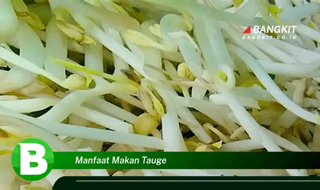 Ketahui Manfaat Makan Tauge yang Wajib Kamu Intip