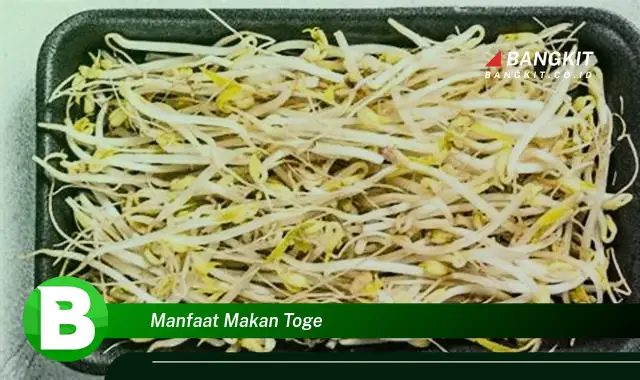 Intip Manfaat Makan Tauge yang Bikin Kamu Penasaran