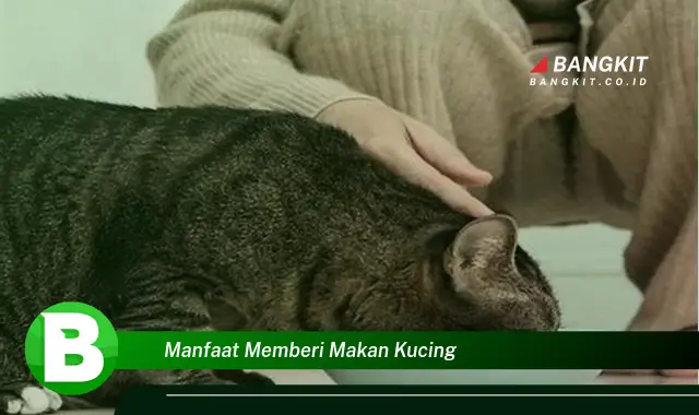 Ketahui Manfaat Memberi Makan Kucing yang Wajib Kamu Tau