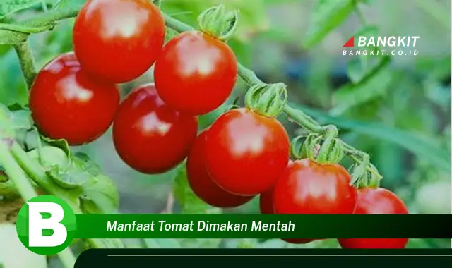 Ketahui Manfaat Tomat Mentah yang Bikin Kamu Penasaran!