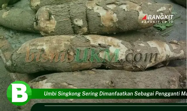 Ketahui Manfaat Umbi Singkong sebagai Pengganti Makanan Pokok yang Bikin Kamu Penasaran