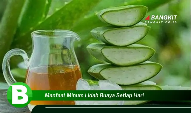 Temukan Manfaat Minum Lidah Buaya Setiap Hari yang Bikin Kamu Penasaran