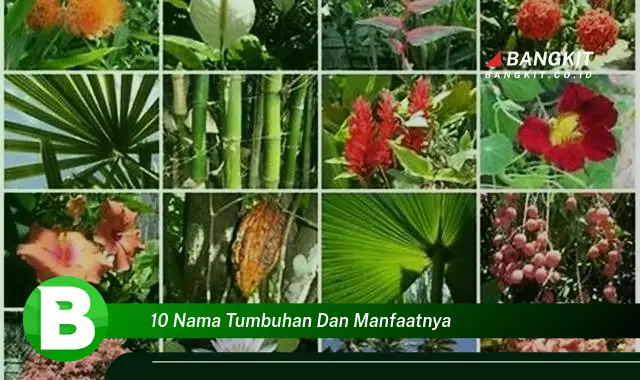 Ketahui Manfaat 10 Nama Tumbuhan yang Bikin Kamu Penasaran