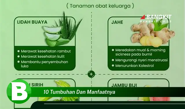 Ketahui 10 Tumbuhan dan Manfaatnya yang Wajib Kamu Intip