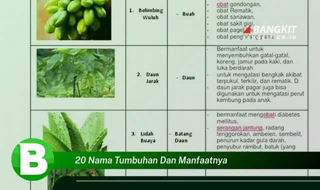 Ketahui Manfaat dari 20 Nama Tumbuhan yang Bikin Kamu Penasaran