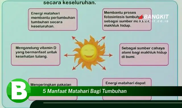 Intip 5 Manfaat Matahari bagi Tumbuhan yang Bikin Kamu Penasaran