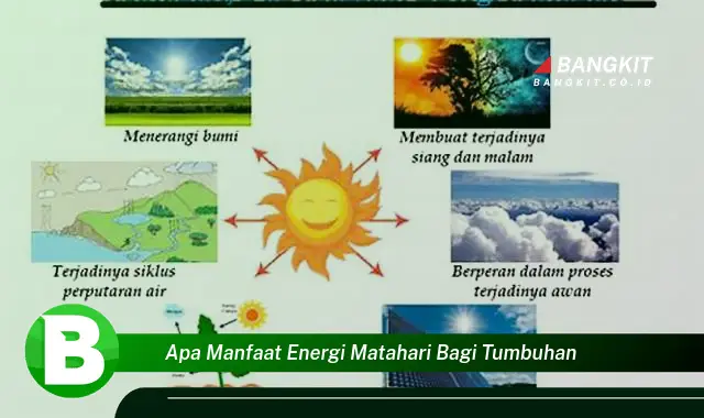 Intip Manfaat Energi Matahari bagi Tumbuhan yang Bikin Kamu Penasaran