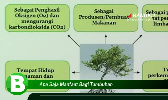 Ketahui Manfaat Tumbuhan yang Bikin Kamu Penasaran