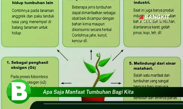 Temukan Manfaat Tumbuhan yang Wajib Kamu Tau