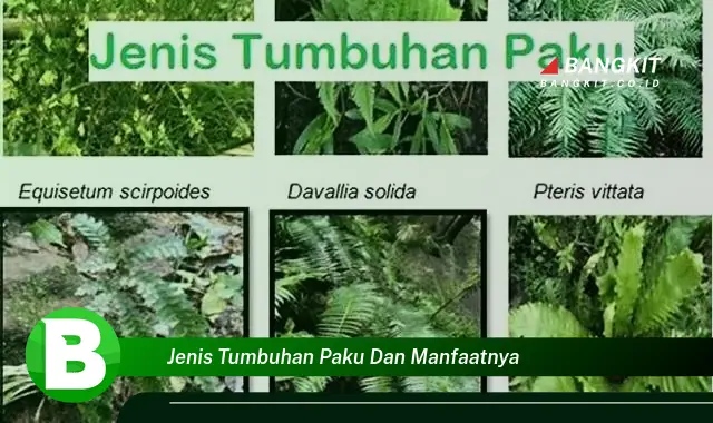 Temukan Manfaat Jenis Tumbuhan Paku yang Bikin Kamu Penasaran