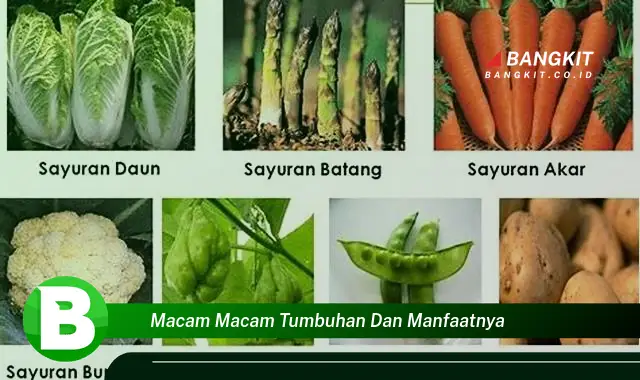 Intip Manfaat Macam-Macam Tumbuhan yang Bikin Kamu Penasaran