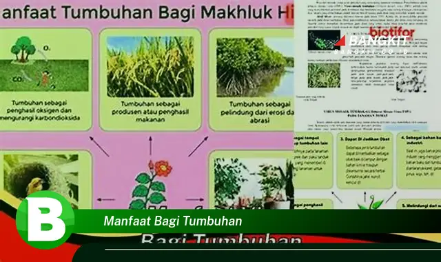 Ketahui Manfaat Bagi Tumbuhan yang Bikin Kamu Penasaran