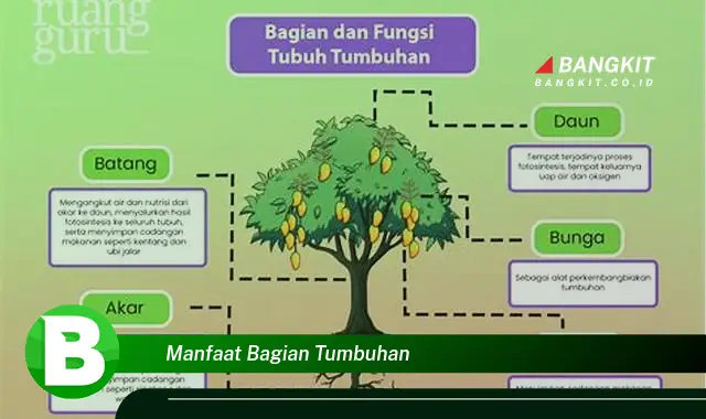 Ketahui Manfaat Bagian Tumbuhan yang Wajib Kamu Intip