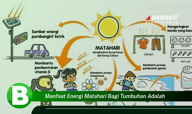 Ketahui Manfaat Energi Matahari Bagi Tumbuhan yang Wajib Kamu Intip