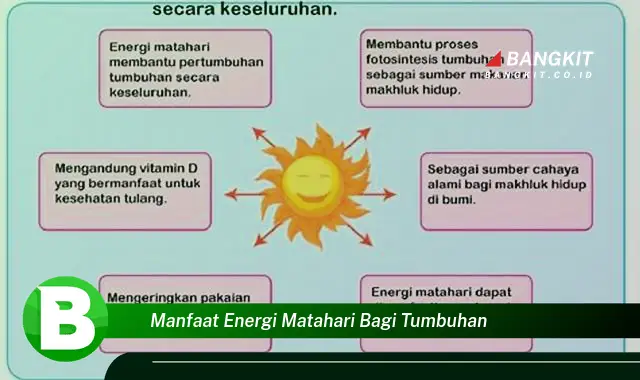 Ketahui Manfaat Energi Matahari Bagi Tumbuhan yang Bikin Kamu Penasaran