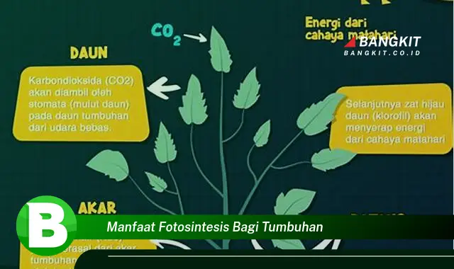 Intip Manfaat Fotosintesis bagi Tumbuhan yang Wajib Kamu Ketahui