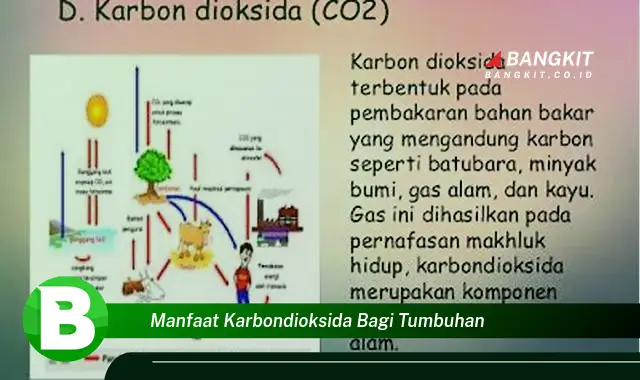 Intip Manfaat Karbondioksida yang Bikin Kamu Penasaran Bagi Tumbuhan