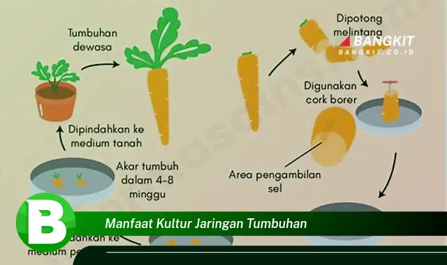 Ketahui Manfaat Kultur Jaringan Tumbuhan yang Bikin Kamu Penasaran