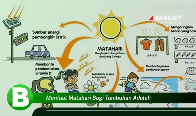 Intip Manfaat Hangatnya Matahari Untuk Tanamanmu yang Wajib Kamu Tau!