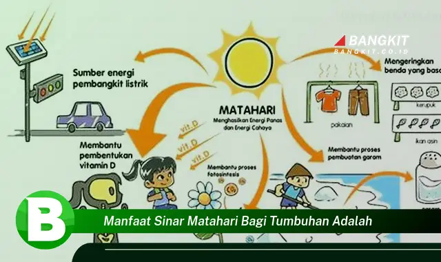 Ketahui Manfaat Sinar Matahari Bagi Tumbuhan yang Wajib Kamu Tau