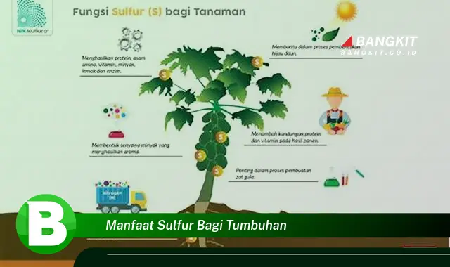 Temukan Manfaat Sulfur Bagi Tumbuhan yang Bikin Kamu Penasaran