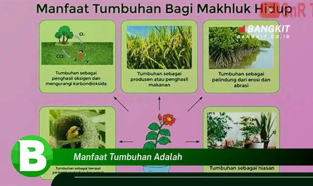 Ketahui Manfaat Tumbuhan yang Wajib Kamu Tau