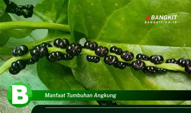 Temukan Manfaat Tumbuhan Angkung yang Bikin Kamu Penasaran