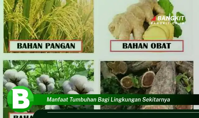 Ketahui Manfaat Tumbuhan yang Bikin Kamu Penasaran di Lingkungan Sekitar