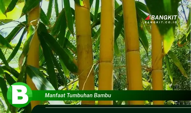 Temukan Manfaat Tumbuhan Bambu yang Bikin Kamu Penasaran