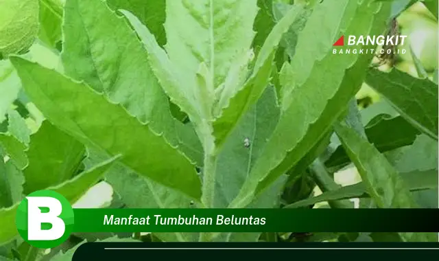 Temukan Manfaat Tumbuhan Beluntas yang Bikin Kamu Penasaran