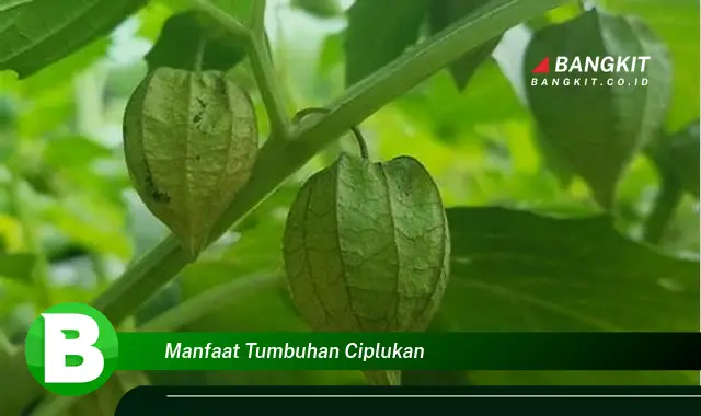 Intip Manfaat Tumbuhan Ciplukan yang Wajib Kamu Tau