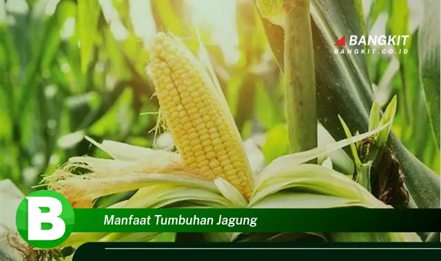 Intip Manfaat Tumbuhan Jagung Yang Bikin Kamu Penasaran