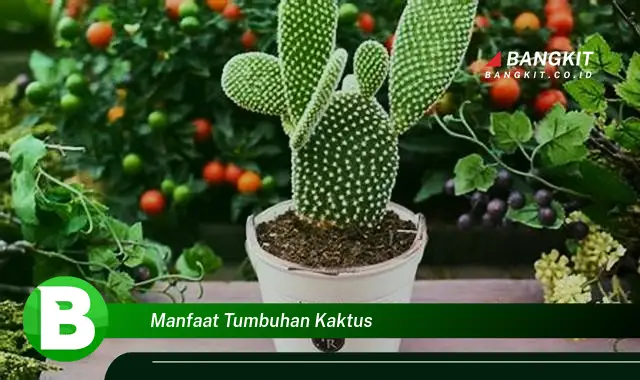 Intip Manfaat Tumbuhan Kaktus yang Bikin Kamu Penasaran